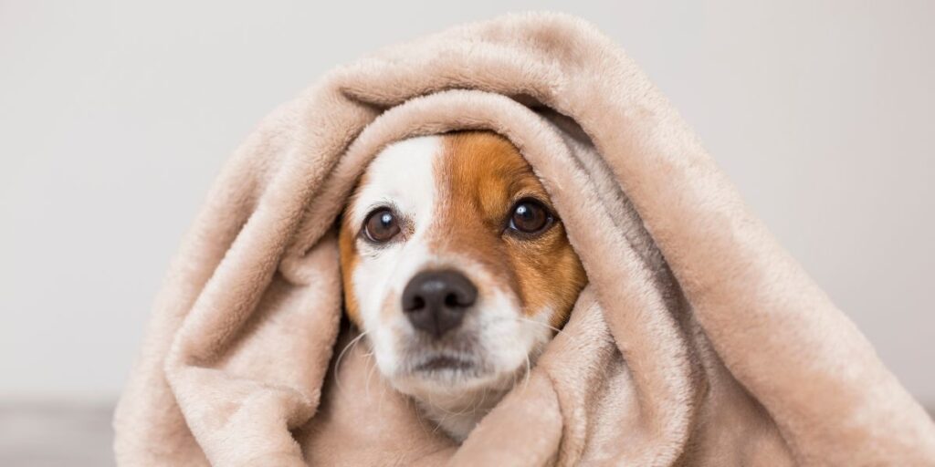 Fleece
