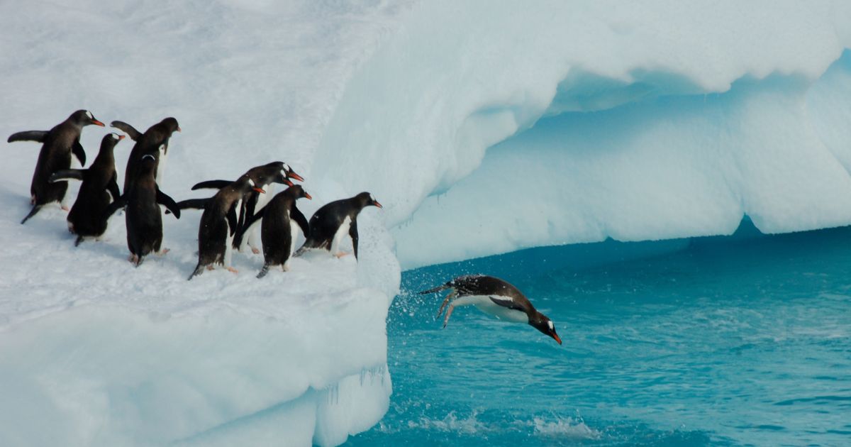 Destinos para ver pinguins