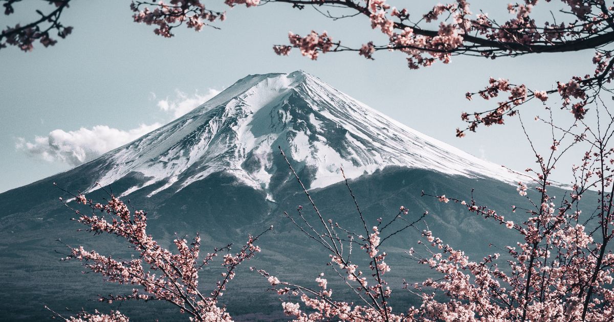 flores de inverno